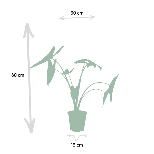 Monstera Deliciosa - Ø21cm - ↕75cm + Alocasia Zebrina - Ø19cm - ↕75cm + Strelitzia Nicolai - Ø19cm - ↕85cm