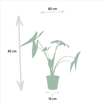 Monstera Deliciosa - Ø21cm - ↕75cm + Alocasia Zebrina - Ø19cm - ↕75cm + Strelitzia Nicolai - Ø19cm - ↕85cm