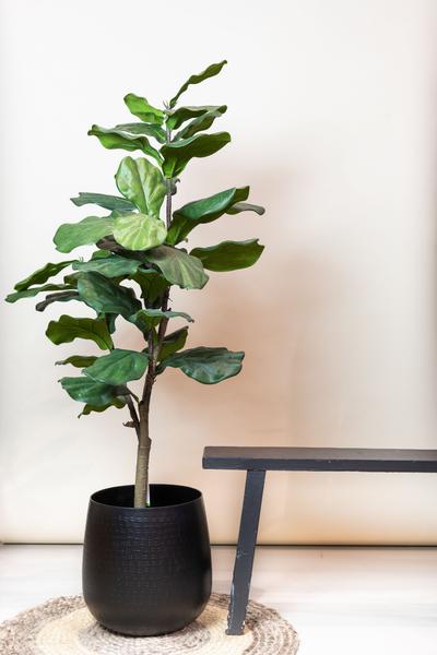 Kunstplant - Ficus Lyrata - Tabaksplant - 120 cm