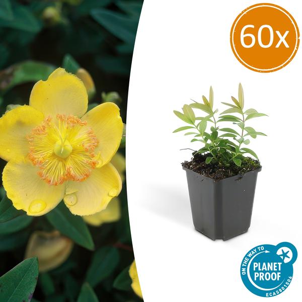 Hypericum calycinum - ↕10-25cm - Ø9cm - Gouden Sint-Janskruid