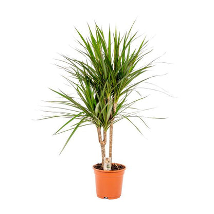 Dracaena Marginata - Ø17cm - ↕90cm / Ø21cm - ↕120cm