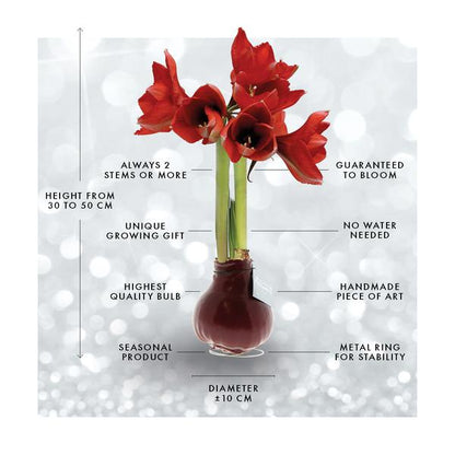 No Water Flowers® (wax amaryllis) | Naturalz Corkz Mix (3 pack) + Red flower