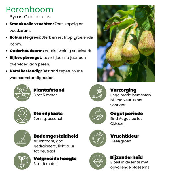 Biologische Fruitbomen set van 4 - Appel, Peer, Kers en Pruim - 4 x Ø 20 cm - ↨ 60 cm