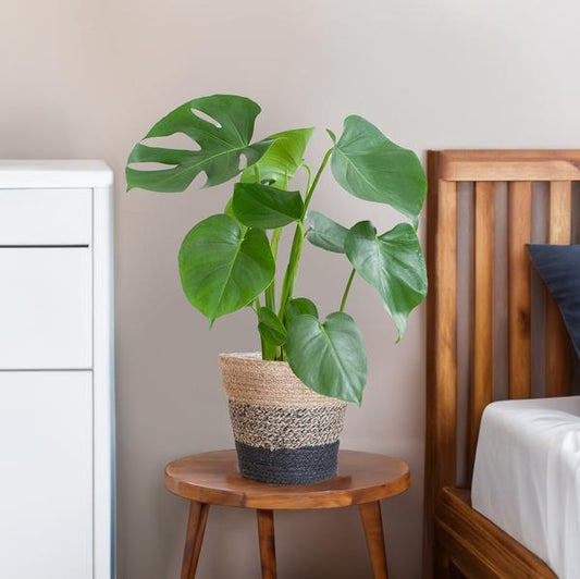 Monstera Deliciosa met Lissabon mand zwart  - 50cm - Ø17