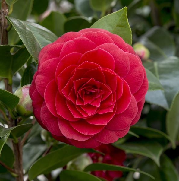 Camellia jap. 'Black Lace' - ↨65cm - Ø19cm