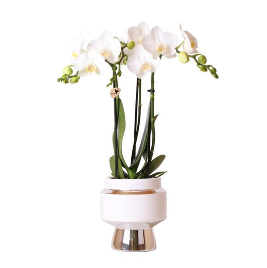 Kolibri Orchids | Witte Phalaenopsis orchidee – Amabilis + Le Chic sierpot zilver – potmaat Ø9cm – 40cm hoog | bloeiende kamerplant in bloempot - vers van de kweker