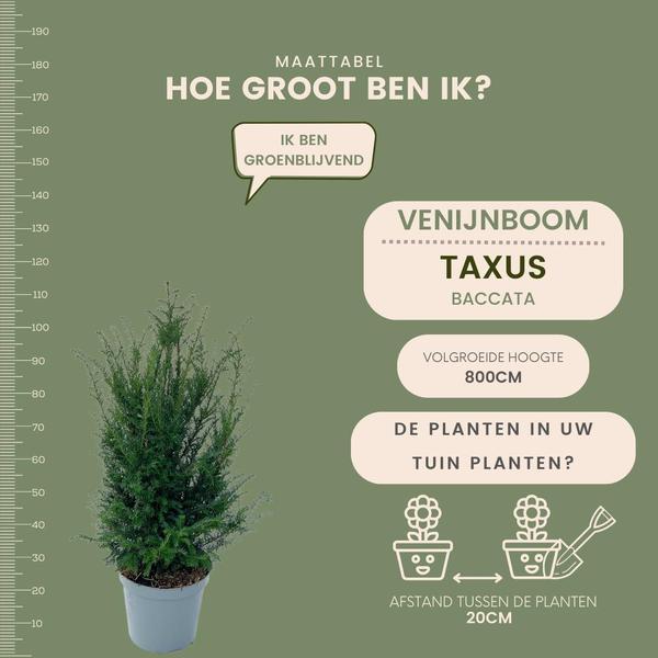 Grote taxus planten voor 10 strekkende meter haag | - 12L - 25 x | ↨ 80-100 cm