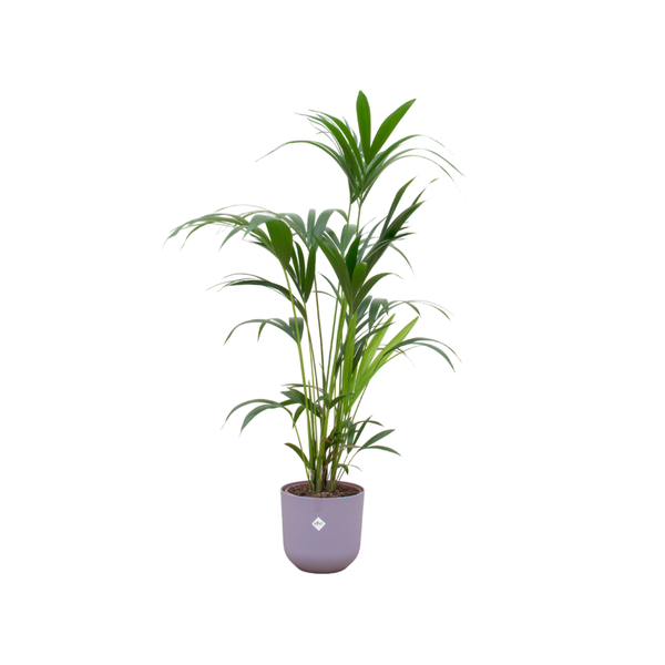 Kentia palm inclusief elho Jazz Round Pot Ø26 - 130cm-160cm