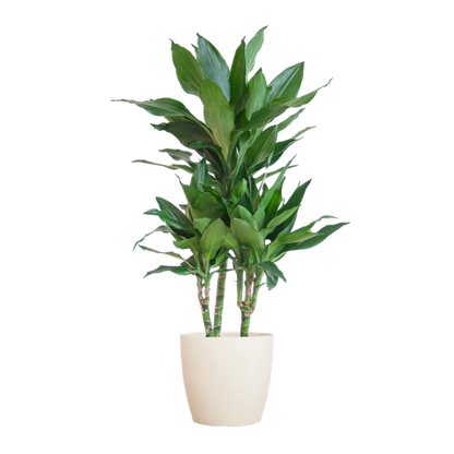 Dracaena  Janet Lindt met Pot of Mand - 95cm - Ø21