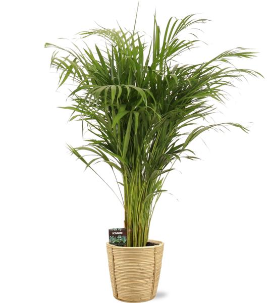 Dypsis Lutescens - Ø21cm - ↕110cm + Bibek Pot D22x22cm - Naturel