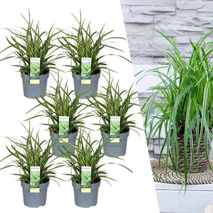 Carex morrowi 'Ice Dance' - Ø 14 cm - ↨ 25 cm