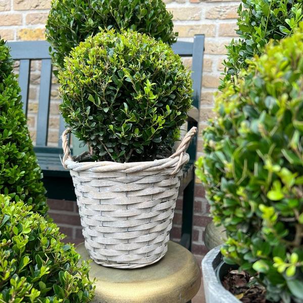 2x Ilex crenata 'Jenny' bol in rietenmand | set van 2 stuks | 20 cm Ø diameter