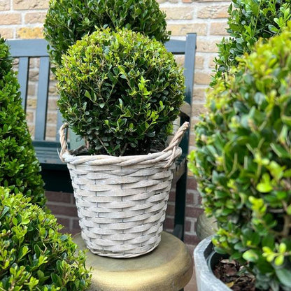 2x Ilex crenata 'Jenny' bol in rietenmand | set van 2 stuks | 20 cm Ø diameter