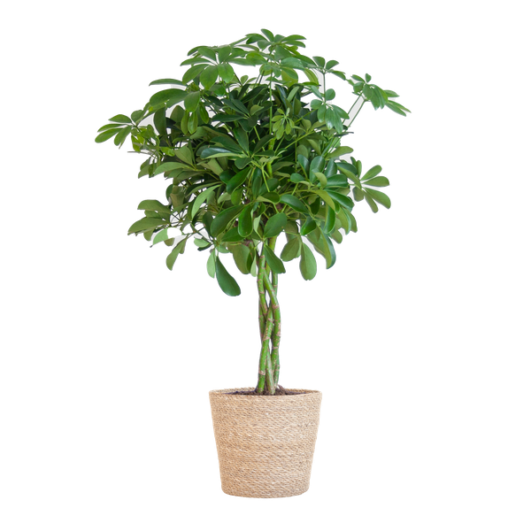 Schefflera Arab Nora Keuze uit pot of mand   - 70cm - Ø21 (vingerplant)