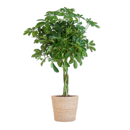 Schefflera Arab Nora Keuze uit pot of mand   - 70cm - Ø21 (vingerplant)