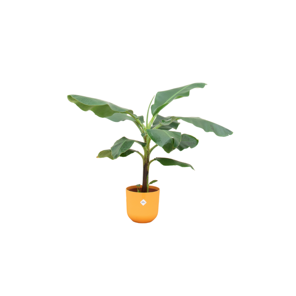 Combi deal - Bananenplant (Musa) 100-120-180 in diverse potten.