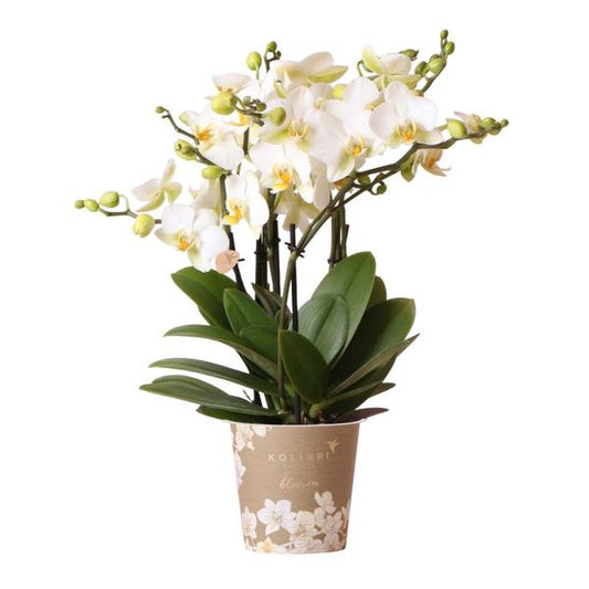 Kolibri Orchids | witte Phalaenopsis orchidee - Lausanne- potmaat Ø12cm | bloeiende kamerplant - vers van de kweker