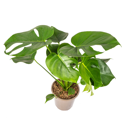 Monstera Deliciosa Tauerii Ø19cm - ↕80cm