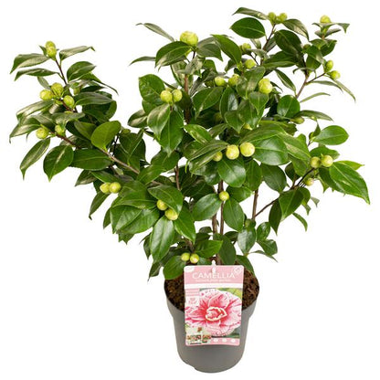 Camellia japonica Bonomiana - Ø29cm - ↕90cm - Ø19 - ↨65cm