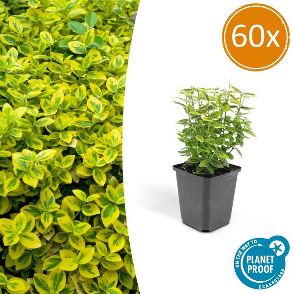 Euonymus fort. 'Emerald 'n Gold’ - ↕10-25cm - Ø9cm