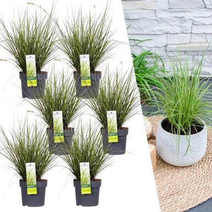 Carex brunnea Variegata - Ø 14 cm - ↨ 25 cm