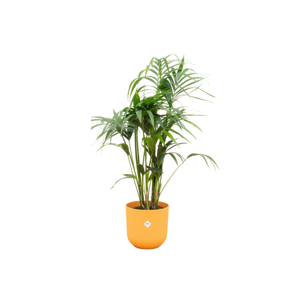 Kentia palm inclusief elho Jazz Round Pot Ø26 - 130cm-160cm