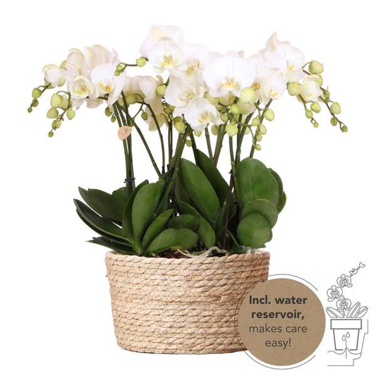 Kolibri Orchids | witte orchideeënset in Reed Basket incl. waterreservoir | drie witte orchideeën Ghent 12cm | Mono Bouquet wit met zelfvoorzienend waterreservoir.