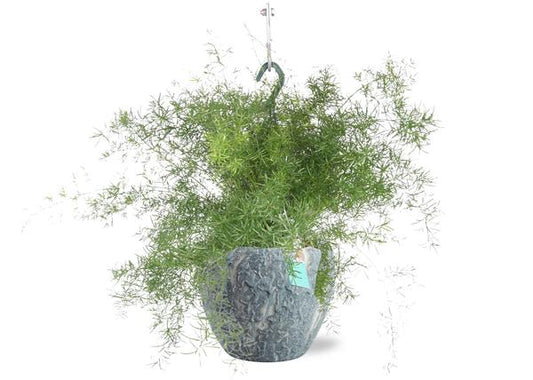 Asparagus Sprengeri Hang - Ø17cm - ↕35cm + Doug Pot D18x16cm - Grijs Wit