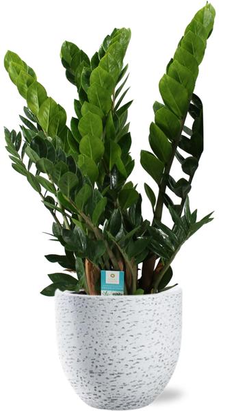 Zamioculcas Zamiifolia - Ø21cm - ↕80cm + Tim Pot D24x22cm - Wit - ZZ plant