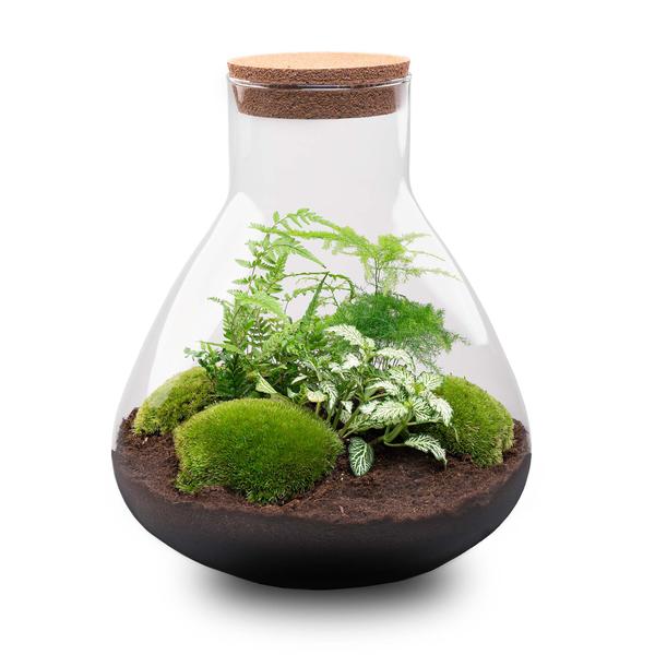 DIY terrarium - Sam XL - ↕ 35 cm - Normal