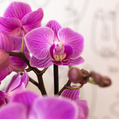 Kolibri Orchids | Paars/ roze Phalaenopsis orchidee - Mineral Vienna - potmaat Ø9cm | bloeiende kamerplant - vers van de kweker