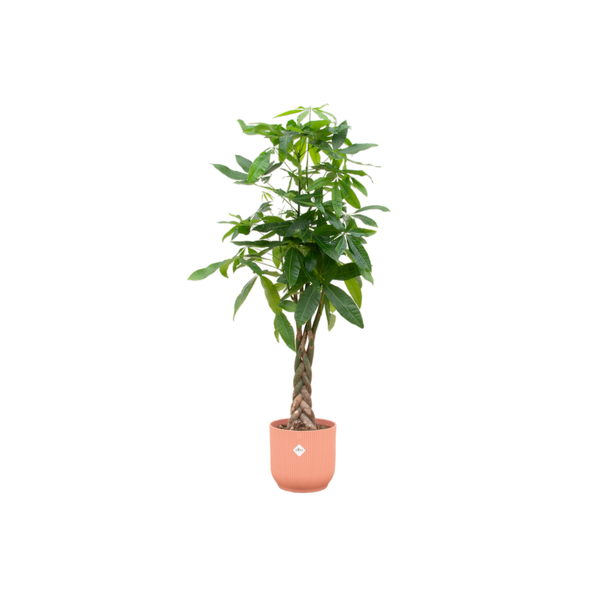 Pachira Aquatica inclusief Elho Pot - 160cm - Ø30