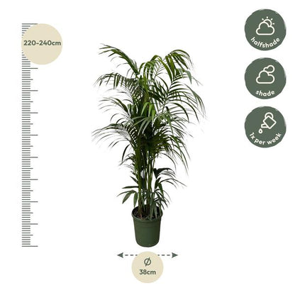 Kentia palm - 230 cm