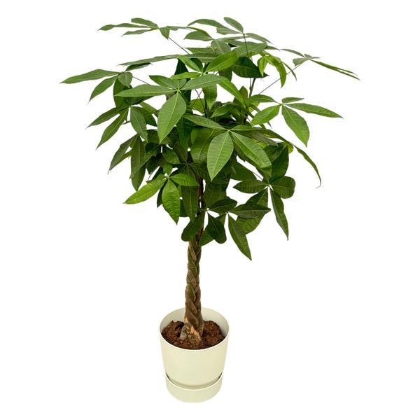 Pachira Aquatica inclusief Elho Pot - 160cm - Ø30