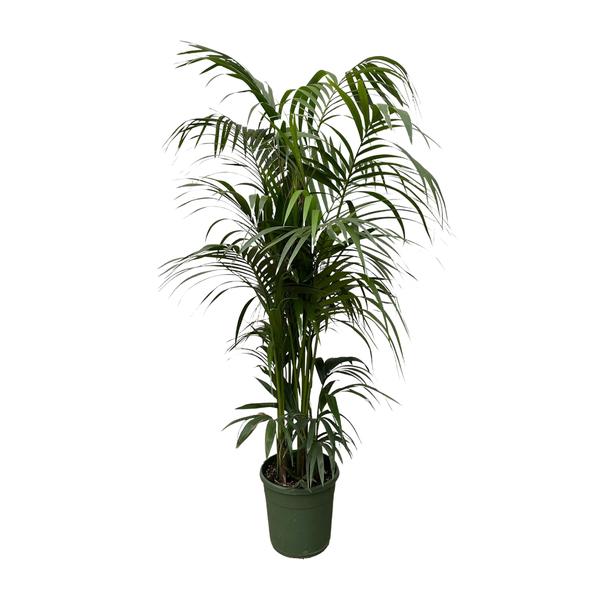 Kentia palm - 230 cm