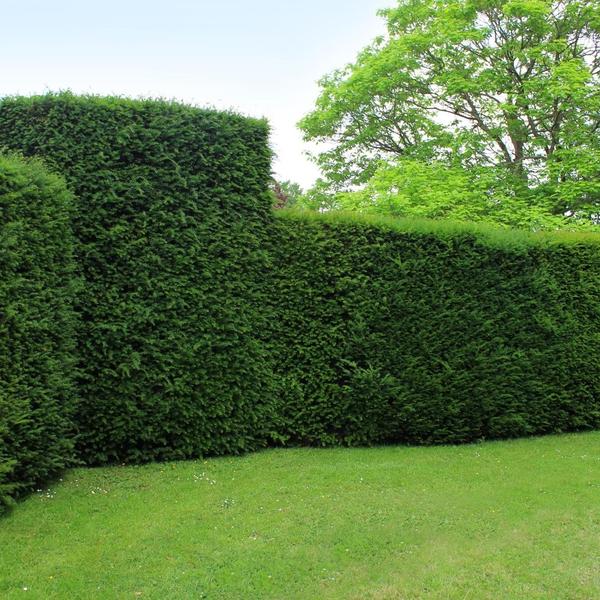 Grote taxus planten voor 10 strekkende meter haag | - 12L - 25 x | ↨ 80-100 cm