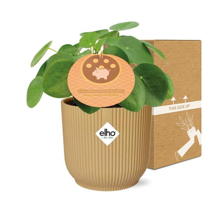 Pilea Peperomioides 12cm in ELHO Vibes Fold 14cm geel - pannenkoekplant