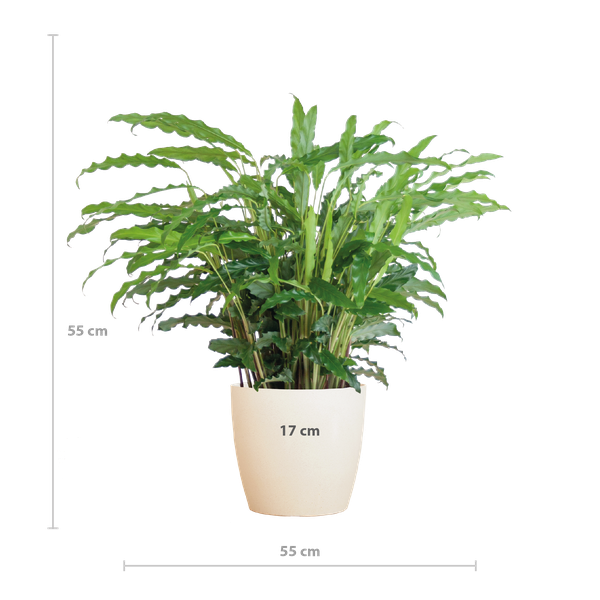 Calathea Rufibarba met pot - 55cm - Ø17