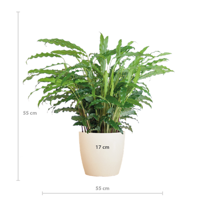 Calathea Rufibarba met pot - 55cm - Ø17