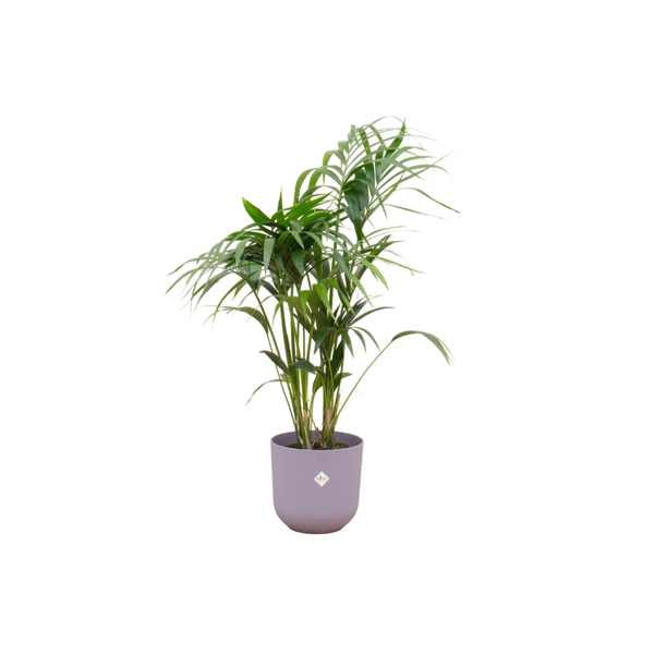 Kentia palm inclusief elho Jazz Round Pot Ø26 - 130cm-160cm