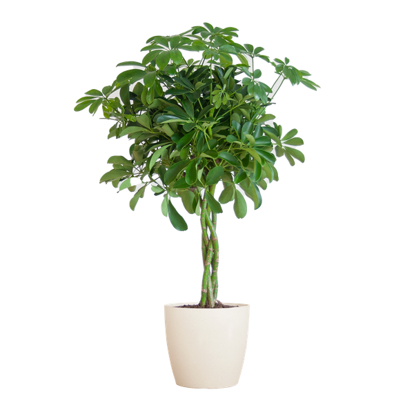 Schefflera Arab Nora Keuze uit pot of mand   - 70cm - Ø21 (vingerplant)