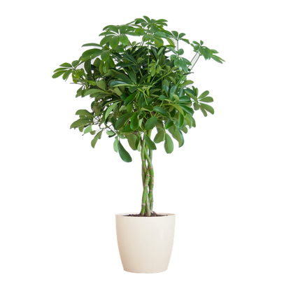 Schefflera Arab Nora Keuze uit pot of mand   - 70cm - Ø21 (vingerplant)