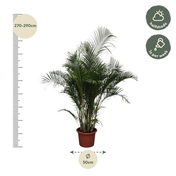 Dypsis Lutescens (Areca Palm) - 280 cm - ø50