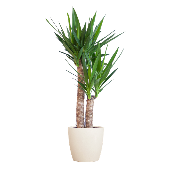 Yucca Elephantipes met Viber Pot - 90cm - Ø21