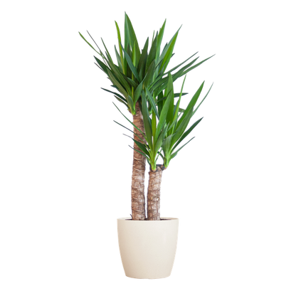 Yucca Elephantipes met Viber Pot - 90cm - Ø21