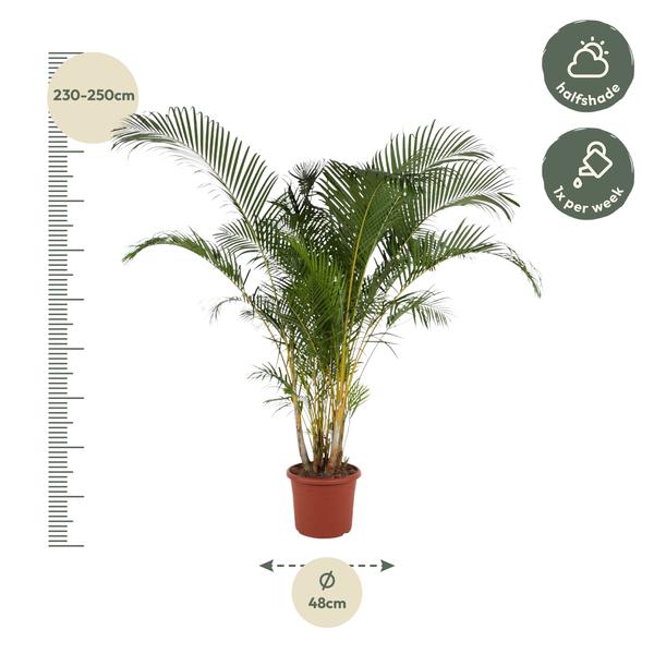 Dypsis Lutescens (Areca Palm) - 240 cm - ø48 - XXL plant - Luchtzuiverende plant