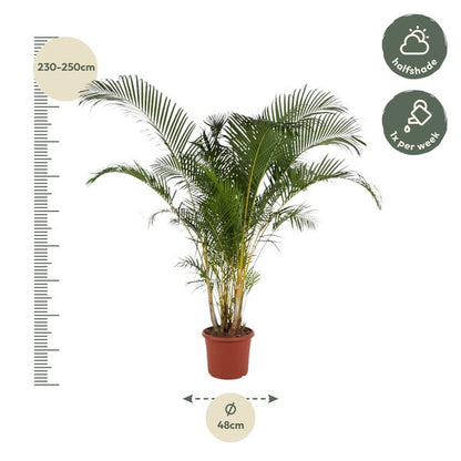 Dypsis Lutescens (Areca Palm) - 240 cm - ø48 - XXL plant - Luchtzuiverende plant