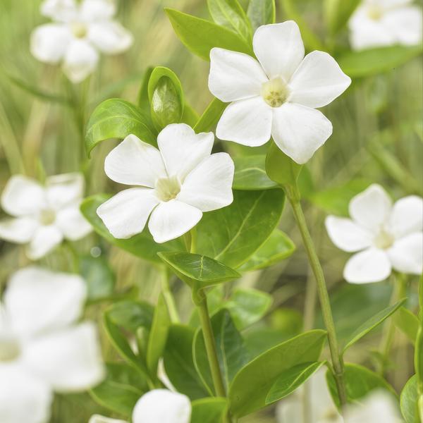 Vinca minor 'Alba' - ↕10-25cm - Ø9cm