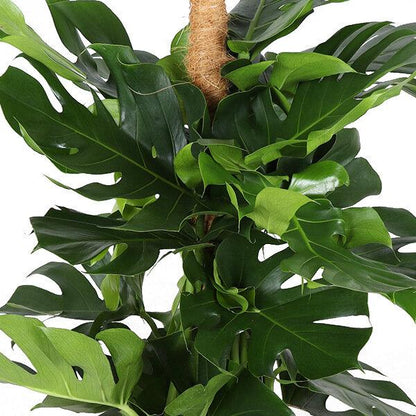 Monstera Deliciosa MOSSTOK - Ø27cm - ↕150cm