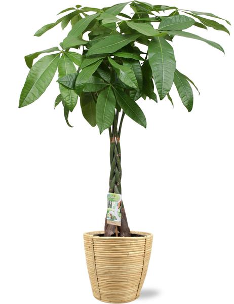 Pachira Aquatica - Ø24cm - ↕120cm + Bibek Pot D26x26cm - Naturel